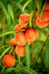 Peaches have a good source of Vitamin C