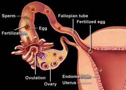 Fertilisation Process diagram